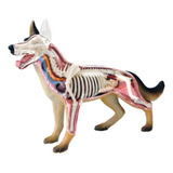 Anatomia Cachorro Corpo 4d Montagem Órgão Médico Diy