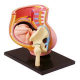 Anatomia Do Corpo Humano- Pelvis Com Gravidez - 4d Human