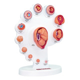 Anatomia Do Desenvolvimento Embrionário - 4d