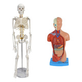 Anatômia Do Esqueleto 85cm + Modelo