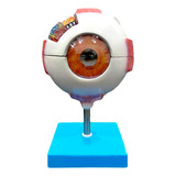 Anatomia Do Olho Humano Globo Ocular Modelo 8 Partes
