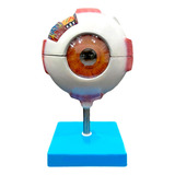 Anatomia Do Olho Humano Globo Ocular Modelo 8 Partes