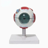 Anatomia Do Olho Humano Globo Ocular Modelo