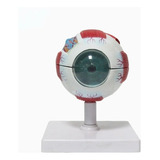Anatomia Do Olho Humano Globo Ocular Modelo