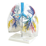 Anatomia Do Pulmão Humano Transparente