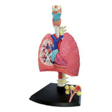 Anatomia Do Sistema Respiratório - 4d