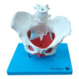Anatomia Esqueleto Pélvico Pelve Útero 7