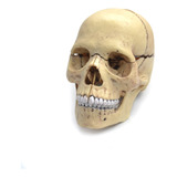 Anatomia Humana Ossos Do Crânio E Face Desmontável Didático