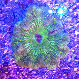 Anêmona Carpet Peixe Invertebrado Aquario Marinho Promoção