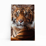 Animal Tigre Quadro Canvas Decoração 150x100cm