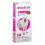 Cachorro