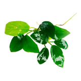 Anubia Nana 2 Mudas Low Tech Aquario Plantado Planta Aquátic