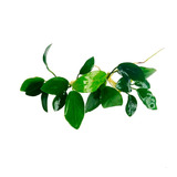 Anubia Nana 3 Mudas Low Tech Aquario Plantado Planta Aquátic