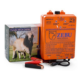 Zebu