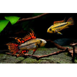 Apistograma Cacatuoides Double Red Casal