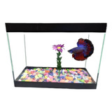 Betta