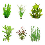 Aquario Plantado Low Tech Aquarismo 28 Mudas Planta Natural