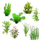 Aquario Plantado Low Tech Aquarismo 30 Mudas Planta Natural