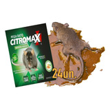 Armadilha Cola Rato Camundongo (gabiru) 24