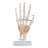 Ligamentos