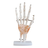 Ligamentos