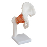 Articulação Do Quadril Com Ligamentos - Modelo Anatomico