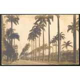 Avenida Do Mangue - Rio De Janeiro - Foto Kollien - 10031305