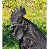 Ayam Cemani - 6+1 Ovos Ferteis Com Garantia De Fertilidade!!