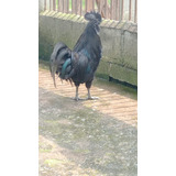 Ayam Cemani - Casal - Linhagem Pura - Aves Jovens