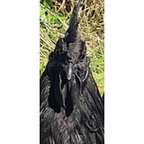 Ayam Cemani - Lote 8 Frangos - Frete Grátis Todo Brasil