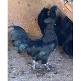 Ayam Cemani 12 Ovos Frete Gratuito