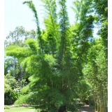 Bambu Gigante Dendrocalamus Membranaceus Sementes P/
