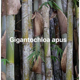 Bambu Gigante Tabashir Gigantochloa Apus Sementes