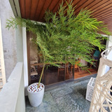 Bambu Mossô Natural + Vaso Decorativo Premium