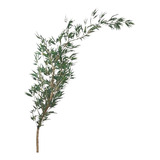 Planta