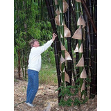 Bambu Negro Gigante Bambusa Lako --