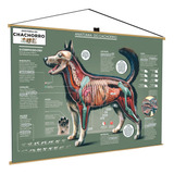 Banner Cachorro Cão Pet Anatomia Veterinário