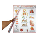 Banner Mapa Anatomia Do Sistema Respiratório