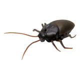 Roach