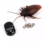 Roach