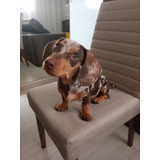 Salsicha