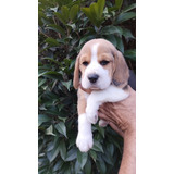 Beagle Filhotes Lindos E Saudáveis