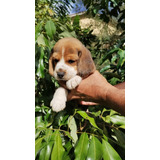 Beagle Fofos Filhotes Lindos