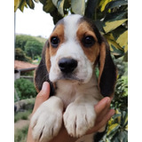 Beagle Machinho, Pelagem Curta