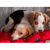 Beagle Mini Machos E Fêmeas Pequenos Pedigree Cbkc Opcional 