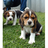 Beagle Os Bebes Lindos Filhotes Disponível