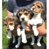 Beagle Os Filhotes Mais Lindos Disponíveis