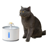 Cão