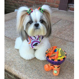 Belos Filhotes De Shih Tzu Com Pedigree Entrego Ou A Retirar