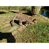 Bengal Filhotes Brown 